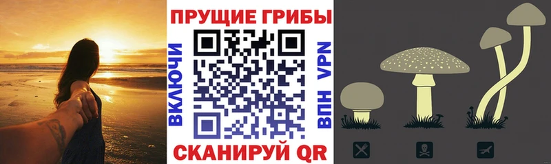 Галлюциногенные грибы Psilocybine cubensis  Купить где  Бокситогорск 